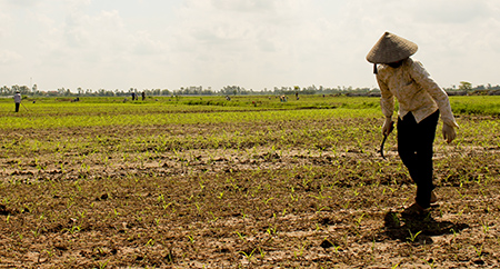 63 x&atilde; x&acirc;y dựng 79 m&ocirc; h&igrave;nh c&aacute;nh đồng mẫu vụ đ&ocirc;ng năm 2013